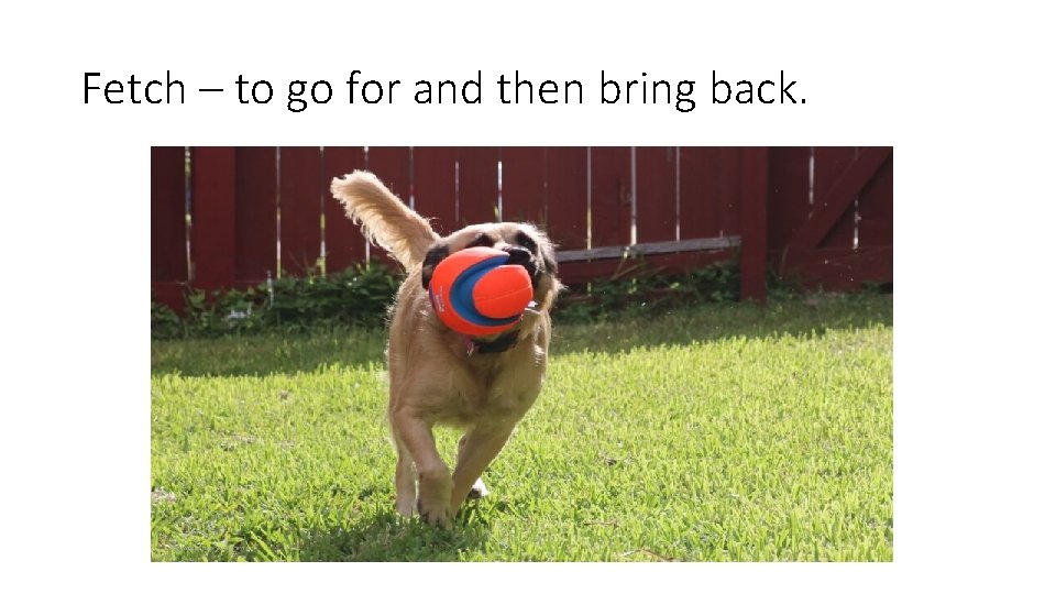 Fetch – to go for and then bring back. 