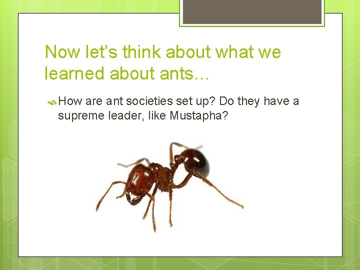 Now let’s think about what we learned about ants… How are ant societies set