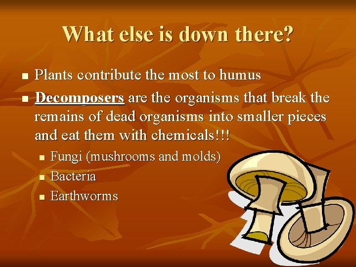 What else is down there? n n Plants contribute the most to humus Decomposers