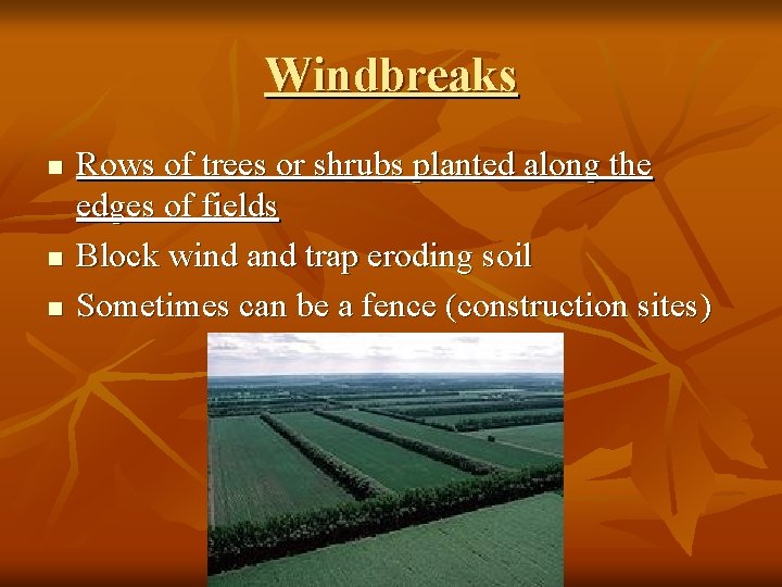 Windbreaks n n n Rows of trees or shrubs planted along the edges of