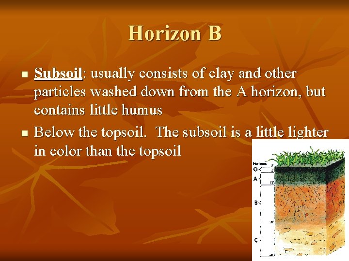 Horizon B n n Subsoil: usually consists of clay and other particles washed down