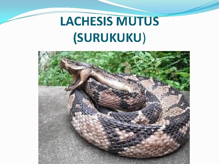 LACHESIS MUTUS (SURUKUKU) 