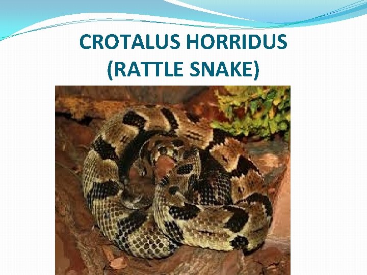 CROTALUS HORRIDUS (RATTLE SNAKE) 