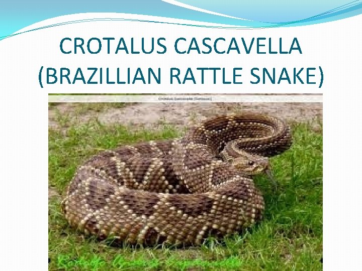 CROTALUS CASCAVELLA (BRAZILLIAN RATTLE SNAKE) 