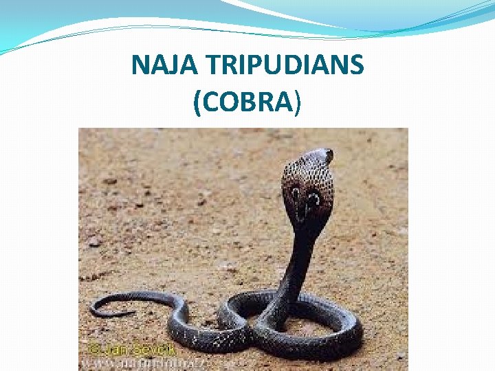 NAJA TRIPUDIANS (COBRA) 