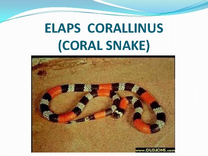 ELAPS CORALLINUS (CORAL SNAKE) 