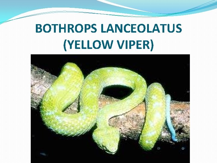 BOTHROPS LANCEOLATUS (YELLOW VIPER) 