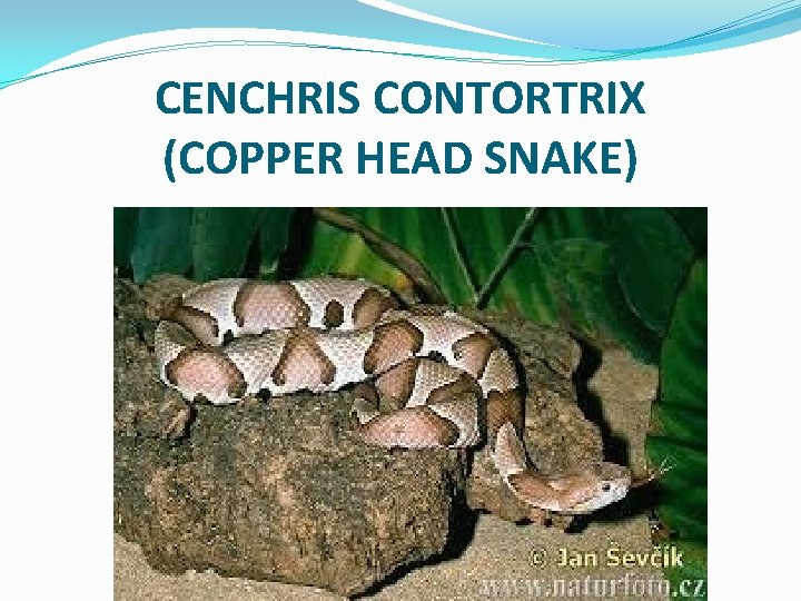 CENCHRIS CONTORTRIX (COPPER HEAD SNAKE) 