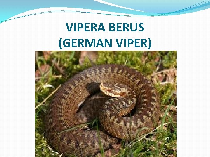 VIPERA BERUS (GERMAN VIPER) 