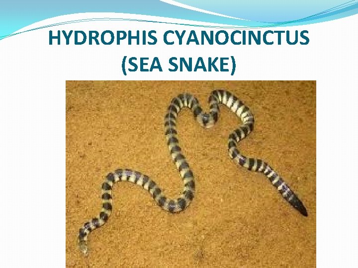 HYDROPHIS CYANOCINCTUS (SEA SNAKE) 