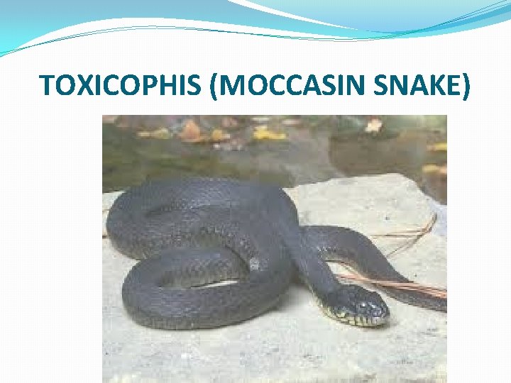 TOXICOPHIS (MOCCASIN SNAKE) 