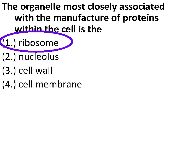 The organelle most closely associated with the manufacture of proteins within the cell is