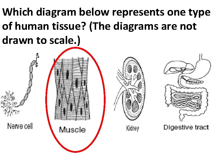 Which diagram below represents one type of human tissue? (The diagrams are not drawn