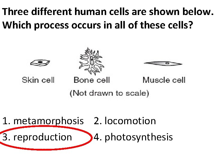 Three different human cells are shown below. Which process occurs in all of these