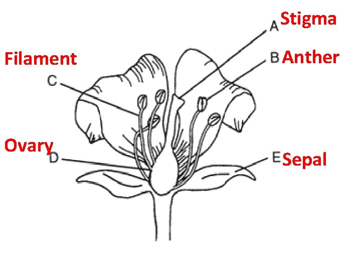 Stigma Filament Ovary Anther Sepal 