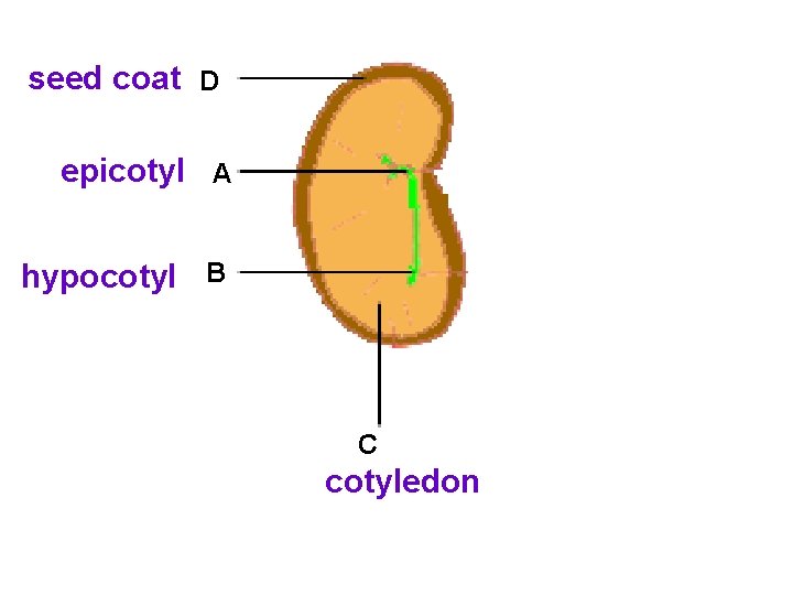 seed coat D epicotyl A hypocotyl B C cotyledon 