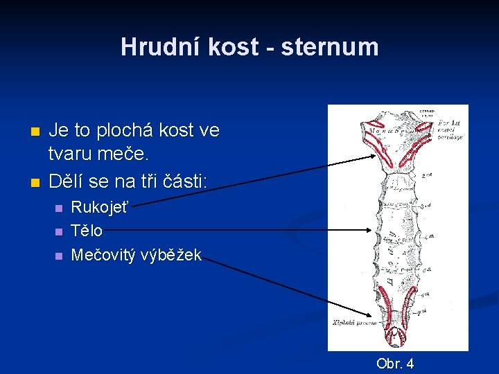 Hrudní kost - sternum n n Je to plochá kost ve tvaru meče. Dělí