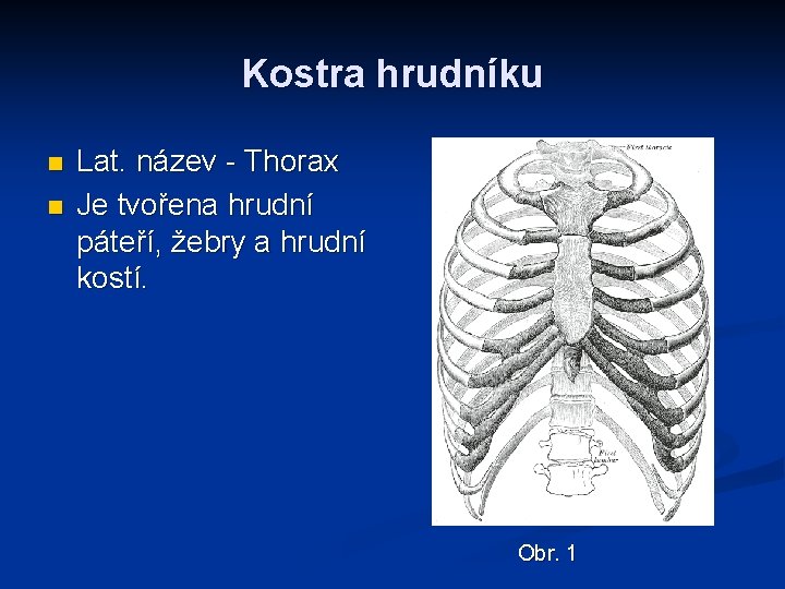 Kostra hrudníku n n Lat. název - Thorax Je tvořena hrudní páteří, žebry a