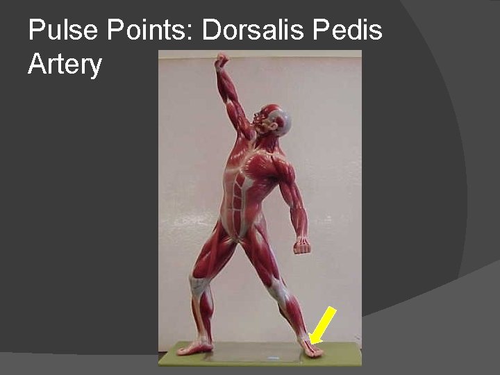 Pulse Points: Dorsalis Pedis Artery 