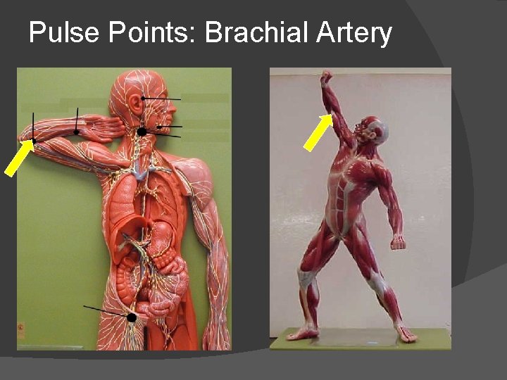 Pulse Points: Brachial Artery 