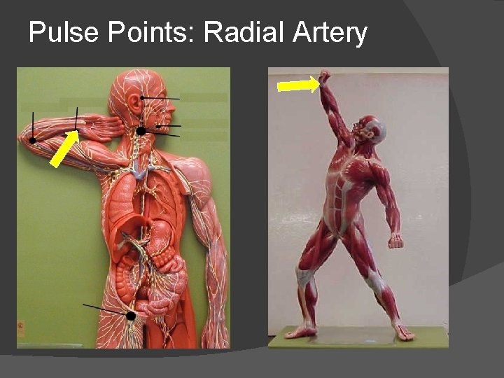 Pulse Points: Radial Artery 