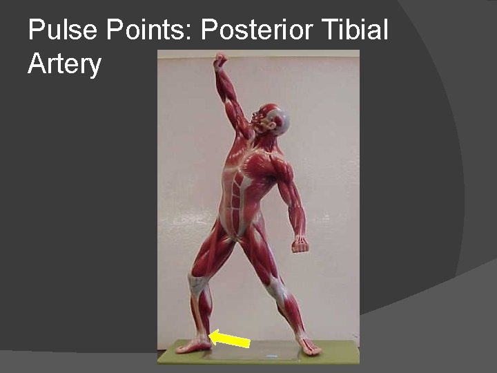Pulse Points: Posterior Tibial Artery 