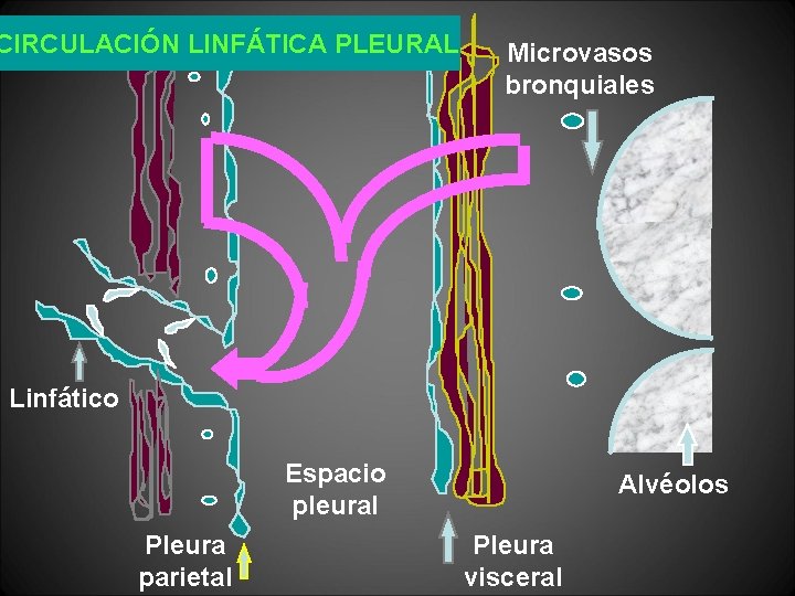 CIRCULACIÓN LINFÁTICA PLEURAL Microvasos bronquiales Linfático Espacio pleural Pleura parietal Alvéolos Pleura visceral 