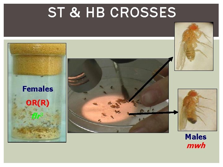 ST & HB CROSSES Females OR(R) mwh flr 3 Males mwh 