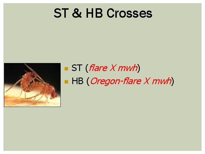 ST & HB Crosses n n ST (flare X mwh) HB (Oregon-flare X mwh)