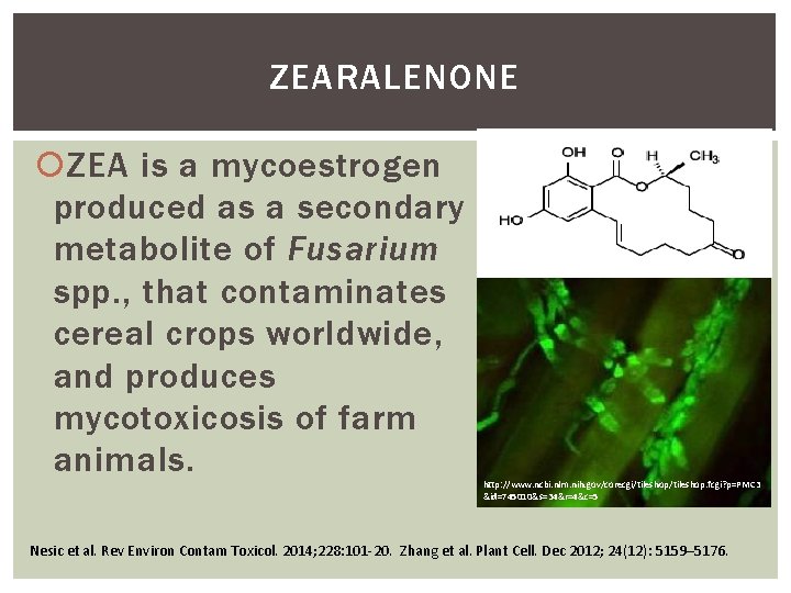 ZEARALENONE ZEA is a mycoestrogen produced as a secondary metabolite of Fusarium spp. ,