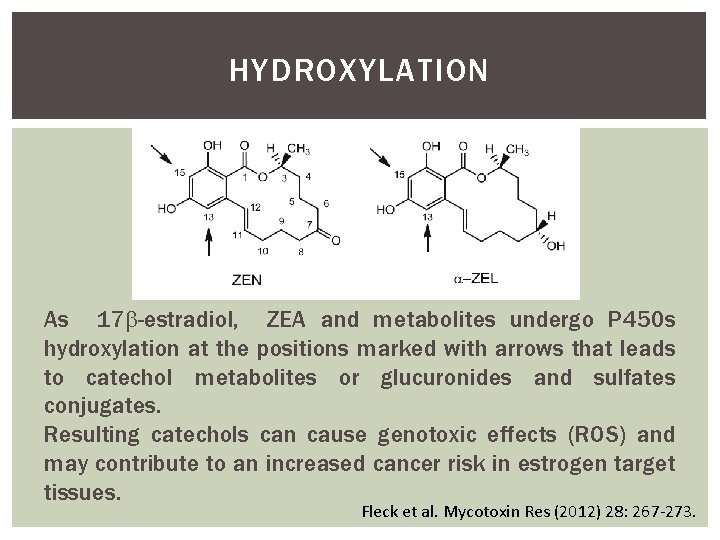 HYDROXYLATION As 17 -estradiol, ZEA and metabolites undergo P 450 s hydroxylation at the