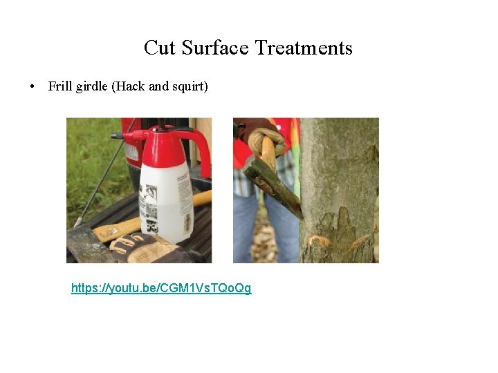 Cut Surface Treatments • Frill girdle (Hack and squirt) https: //youtu. be/CGM 1 Vs.