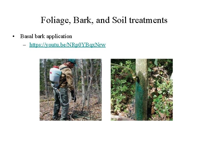 Foliage, Bark, and Soil treatments • Basal bark application – https: //youtu. be/NRp 0