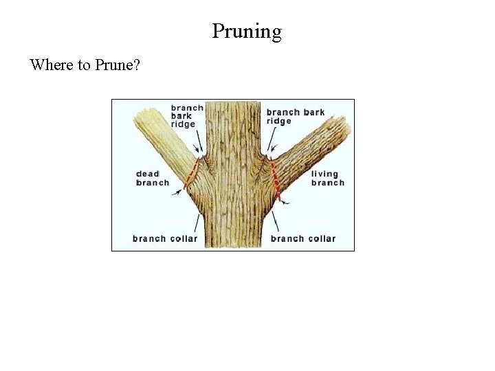 Pruning Where to Prune? 