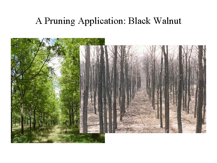 A Pruning Application: Black Walnut 