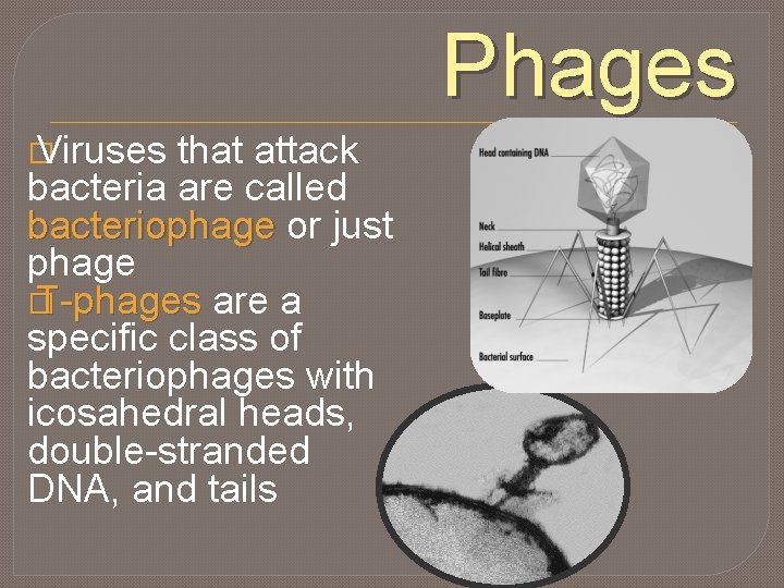Phages � Viruses that attack bacteria are called bacteriophage or just phage � T-phages
