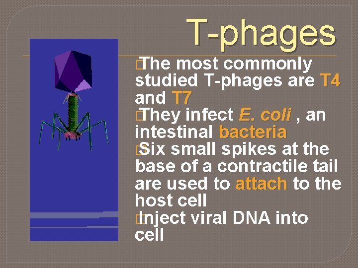 � The T-phages most commonly studied T-phages are T 4 and T 7 �