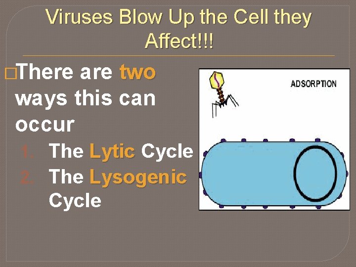 Viruses Blow Up the Cell they Affect!!! �There are two ways this can occur