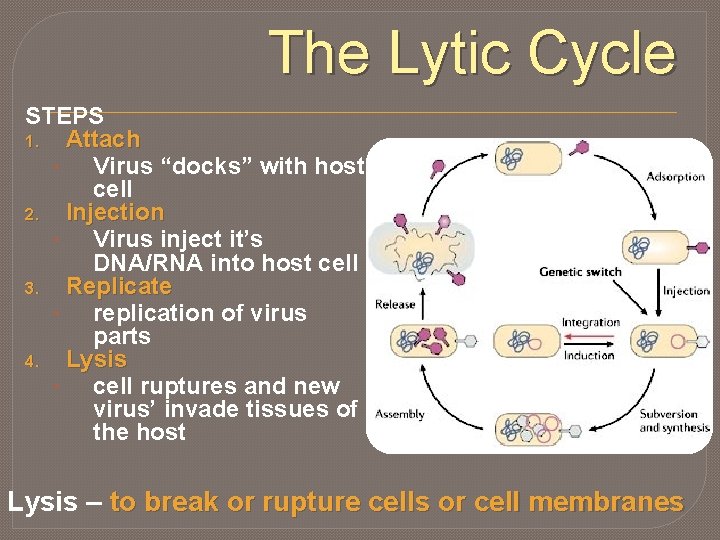 The Lytic Cycle STEPS 1. Attach • Virus “docks” with host cell 2. Injection