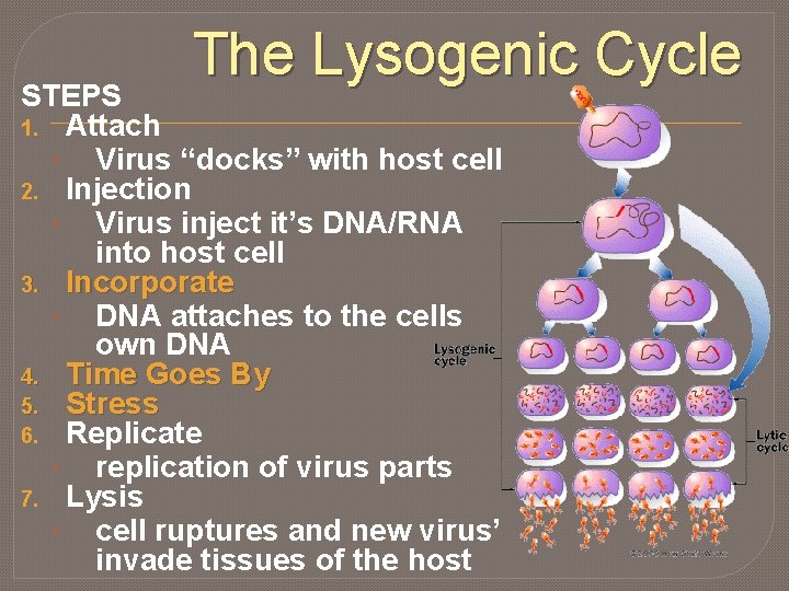 The Lysogenic Cycle STEPS 1. Attach • Virus “docks” with host cell 2. Injection