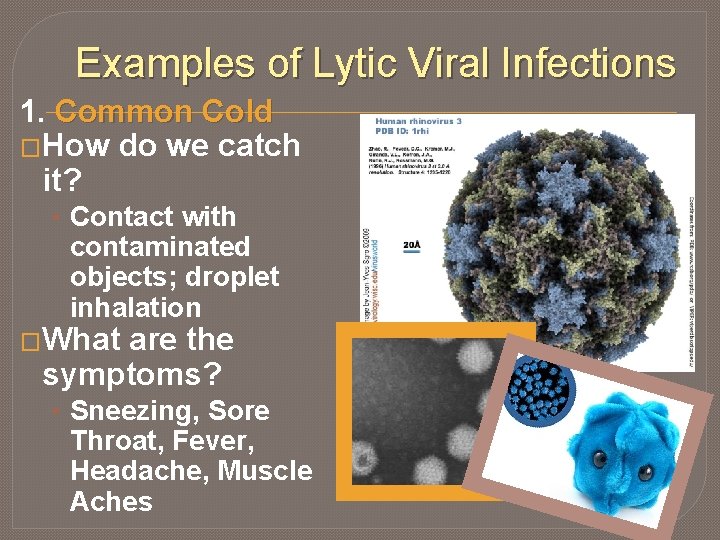 Examples of Lytic Viral Infections 1. Common Cold �How do we catch it? •