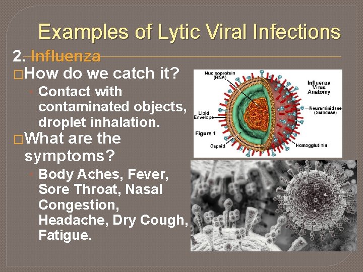 Examples of Lytic Viral Infections 2. Influenza �How do we catch it? • Contact