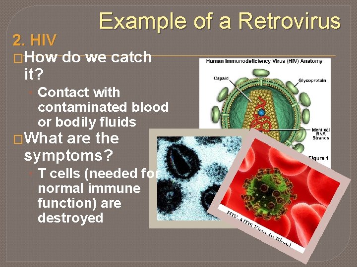 Example of a Retrovirus 2. HIV �How do we catch it? • Contact with