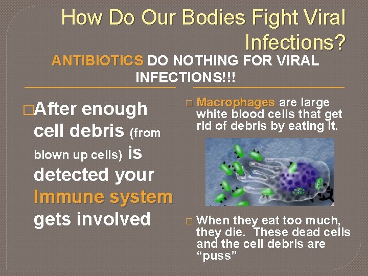 How Do Our Bodies Fight Viral Infections? ANTIBIOTICS DO NOTHING FOR VIRAL INFECTIONS!!! �After