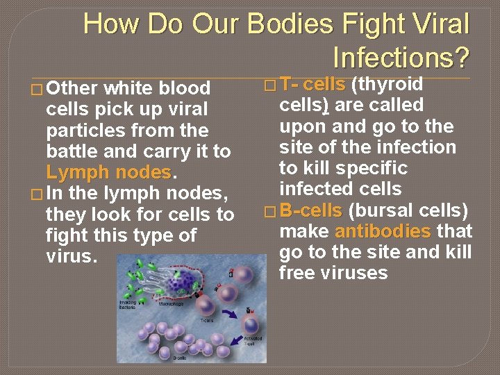 How Do Our Bodies Fight Viral Infections? � Other white blood cells pick up