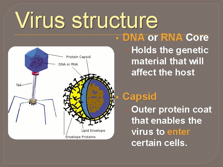 Virus structure § DNA or RNA Core § Holds the genetic material that will