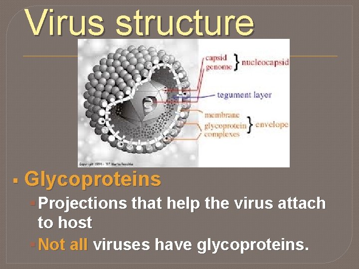 Virus structure § Glycoproteins § Projections that help the virus attach to host §