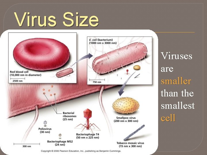 Virus Size Viruses are smaller than the smallest cell 