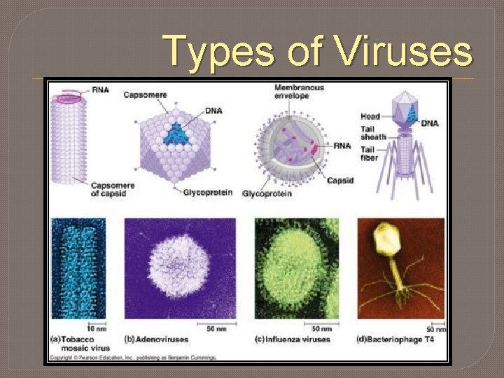 Types of Viruses 