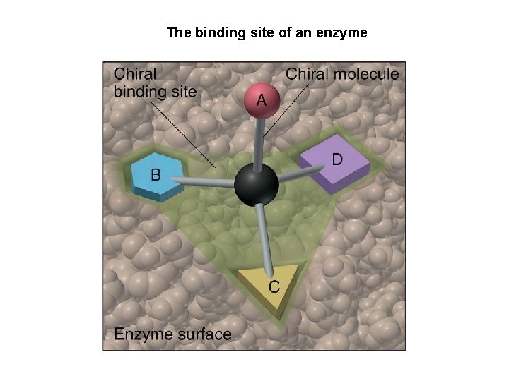 The binding site of an enzyme 